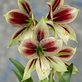 35295_amaryllis_papillio.jpg