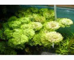 s_Limnophila_sessiliflora.jpg