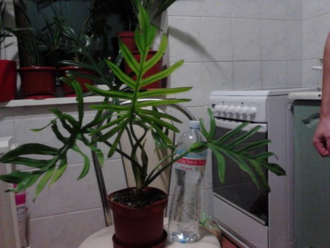 filodendron_2 (1).jpg