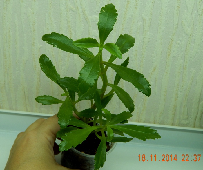 DSCN3221.JPG