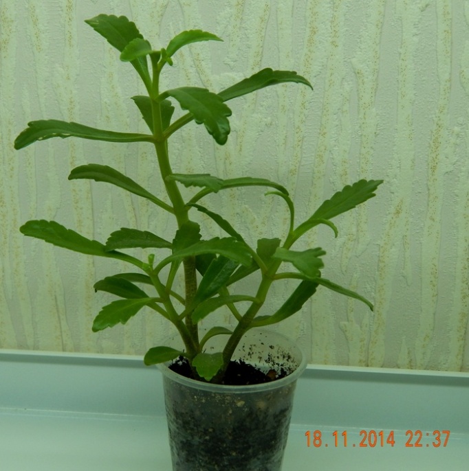 DSCN3222.JPG