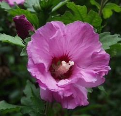 hibiscus1.jpg