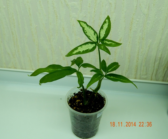 DSCN3218.JPG