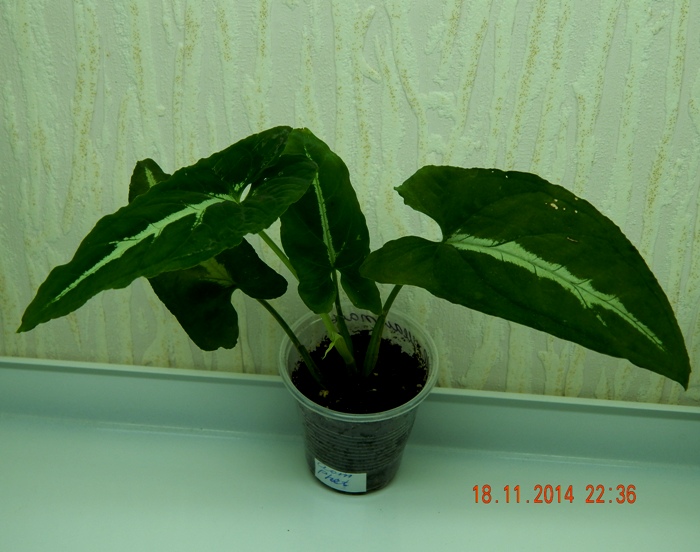 DSCN3216.JPG