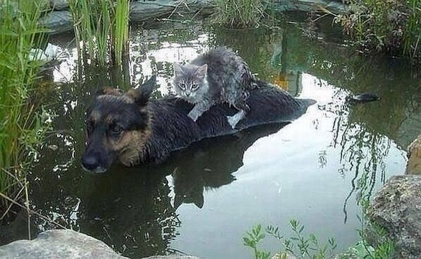 Иногда помощь приходит оттуда, откуда ее не ждешь.jpg