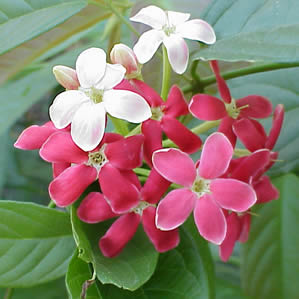 Квискалис индийский, Rangoon creeper sp.jpg