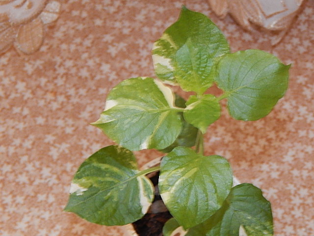 DSCN1581.JPG