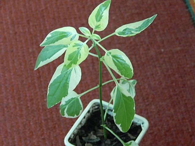 DSCN1585.JPG