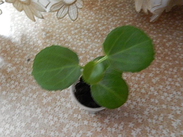 Циссус rotundifolia.JPG
