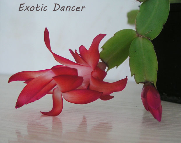 Exotic-Dancer.jpg