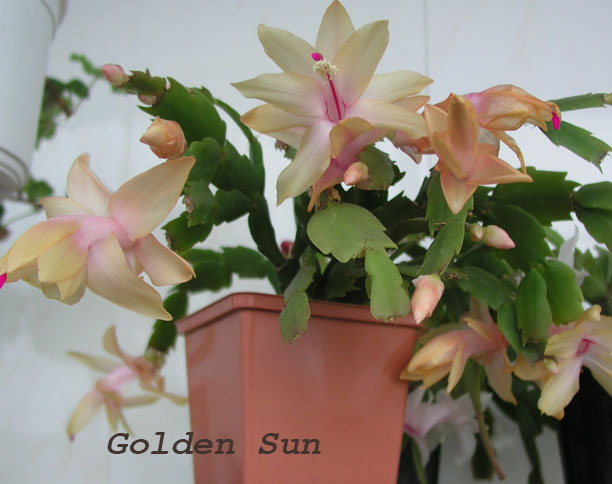 Golden-Sun.jpg