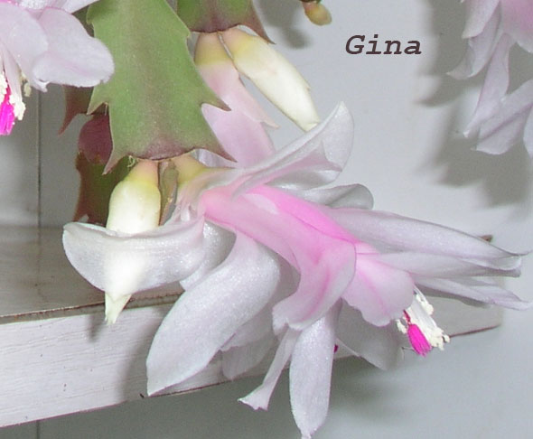 Gina.jpg