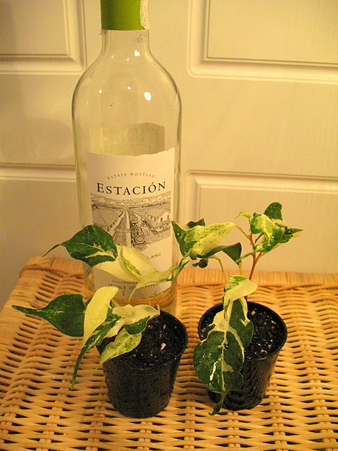 ficus.JPG