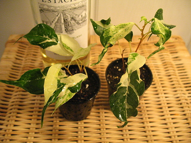ficus1.JPG