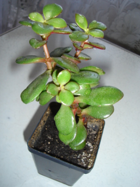DSC03880.JPG