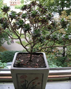 Aeonium haworthii.jpg