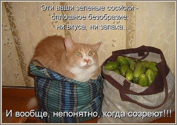 кот.jpg