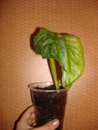 DSC07434.JPG