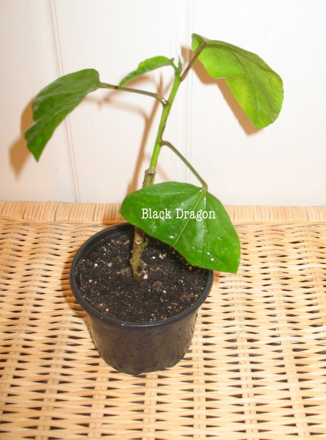 black dragon priv.JPG