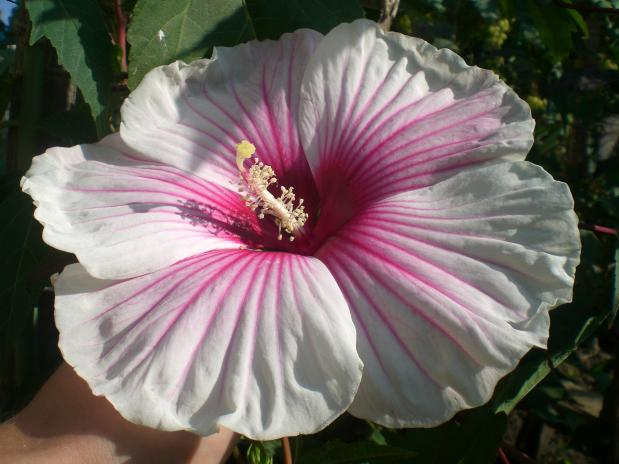 CIMG0010.jpg
