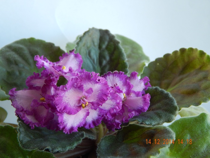 DSCN3390.JPG