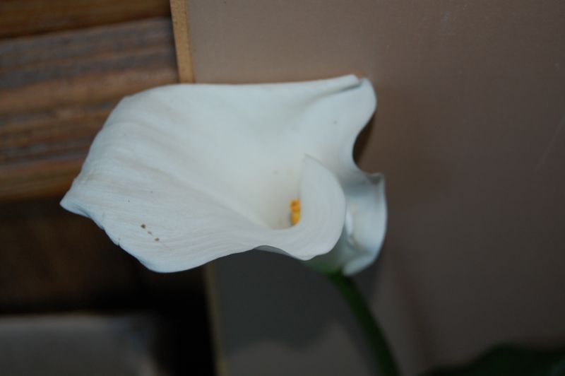 DSC_7266.JPG