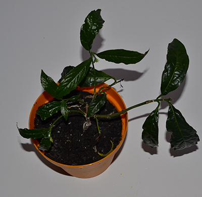 DSC_1042.jpg