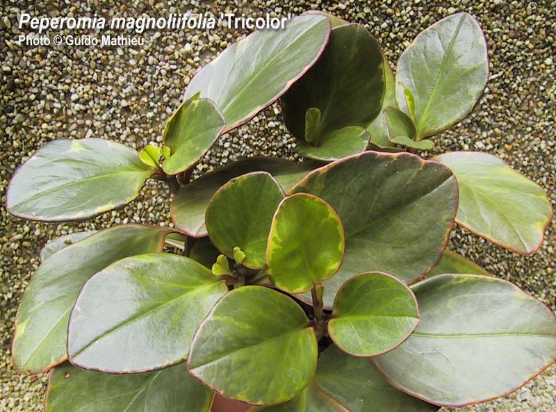c-magnoliifolia-tricolor.jpg