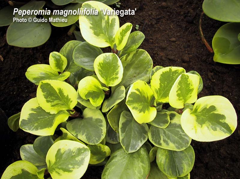 c-magnoliifolia-variegata.jpg