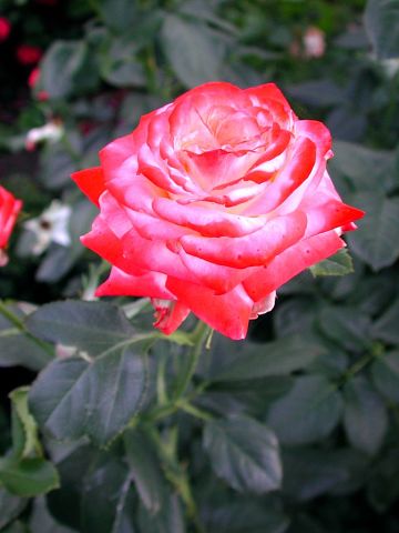 getImage (4).jpg