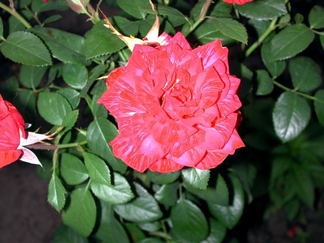 getImage (2).jpg