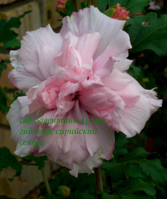 CIMG0210.jpg