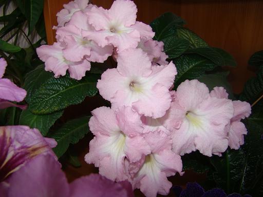 DSC04107.JPG