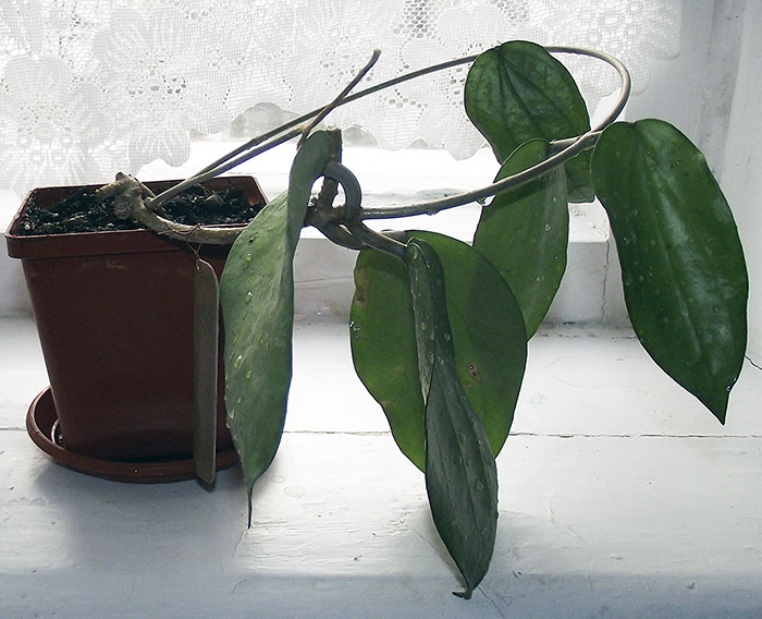 cinnamomifolia.jpg