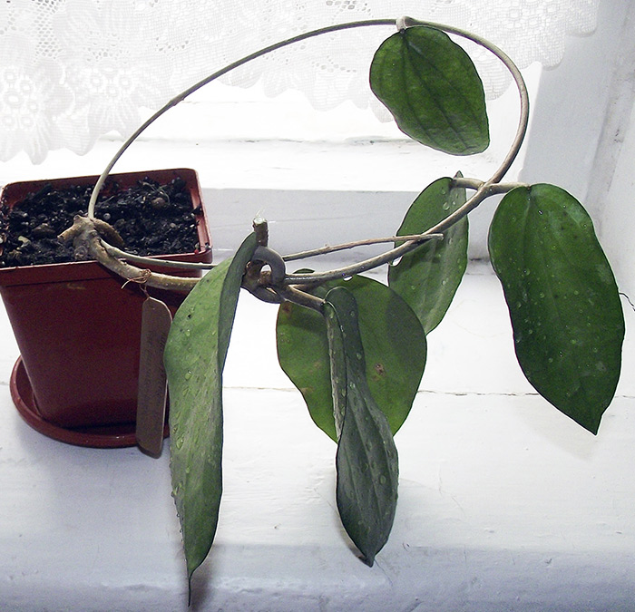 cinnamomifolia1.jpg