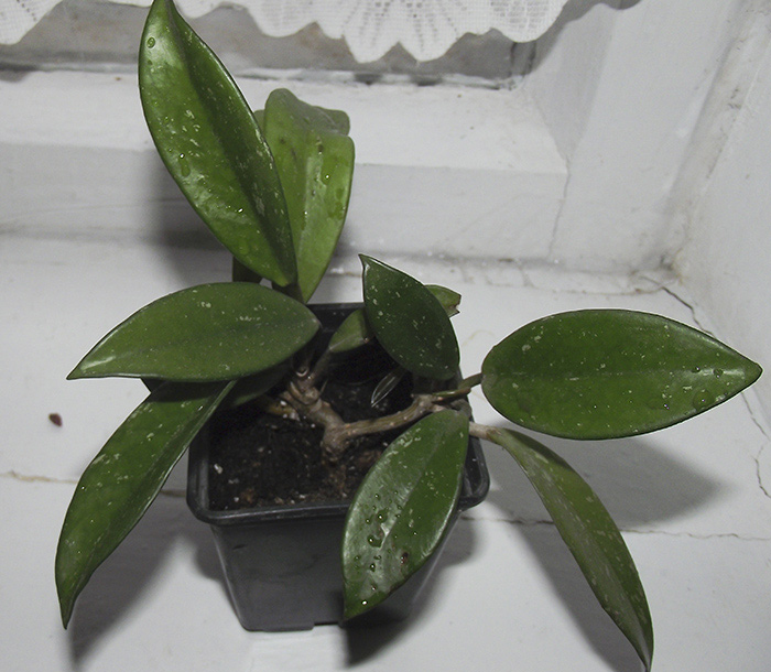 hoya-publicalix-cv-pink-silwer.jpg