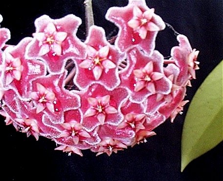 hoya PS.jpg