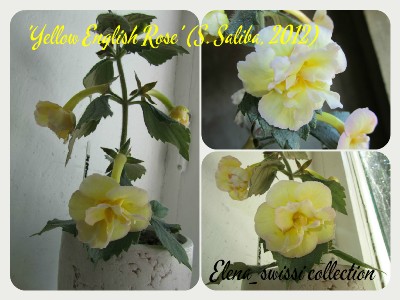 'Yellow English Rose' _надпись - копия.jpg