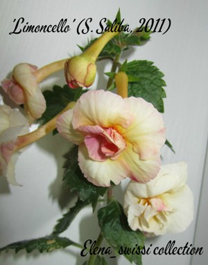 'Limoncello' _надпись - копия.jpg