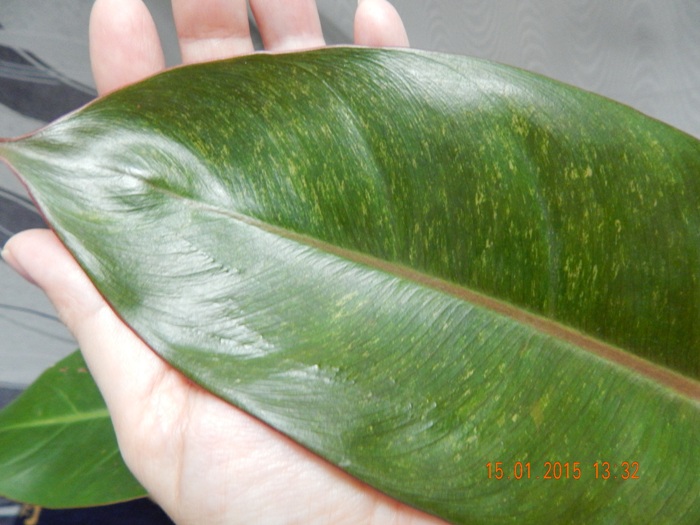 DSCN3506.JPG