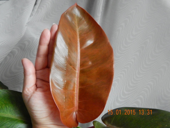 DSCN3504.JPG