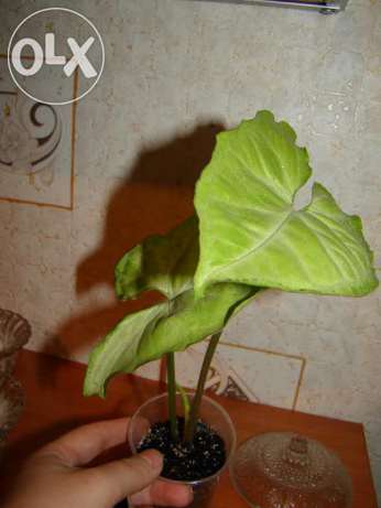 Dang Nuven (Lime Green.jpg