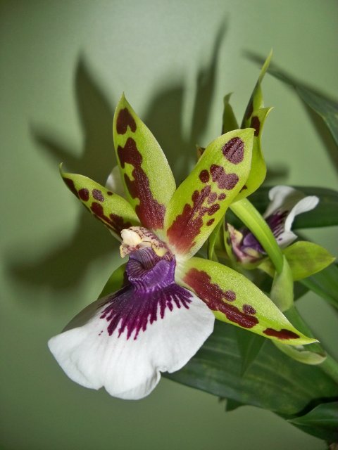 Zygopetalum hybrid Green.jpg