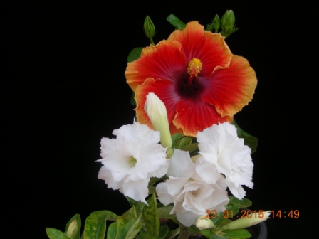 DSCN2323.JPG