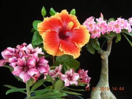 DSCN2318.JPG