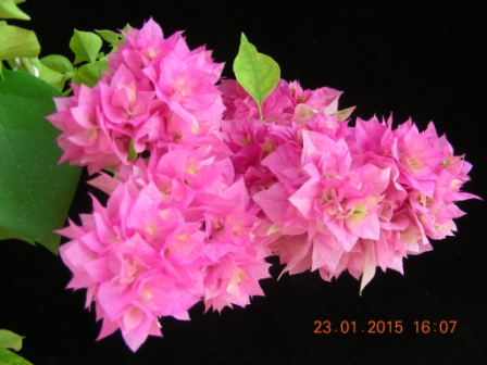 DSCN2340.JPG