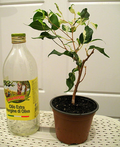 curly3.JPG