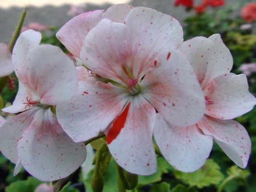 Bildeston Speckled_м.jpg