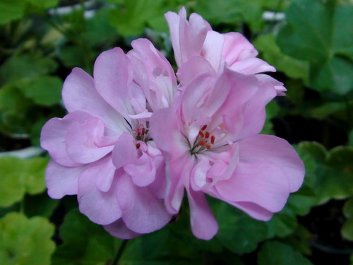Jackpot Wild Rose_м.jpg