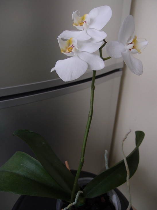 P1282460q.jpg